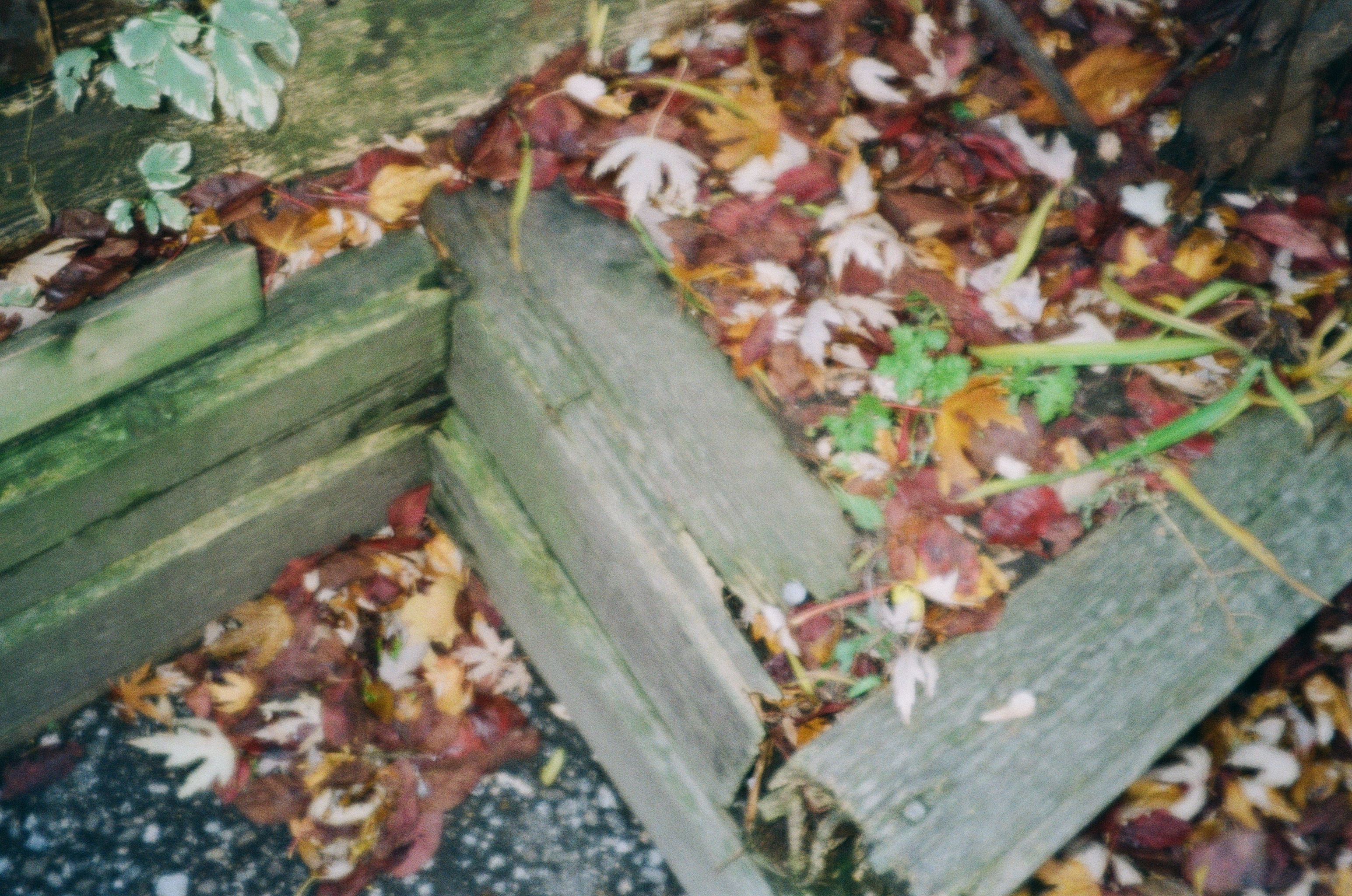 The wild is right here