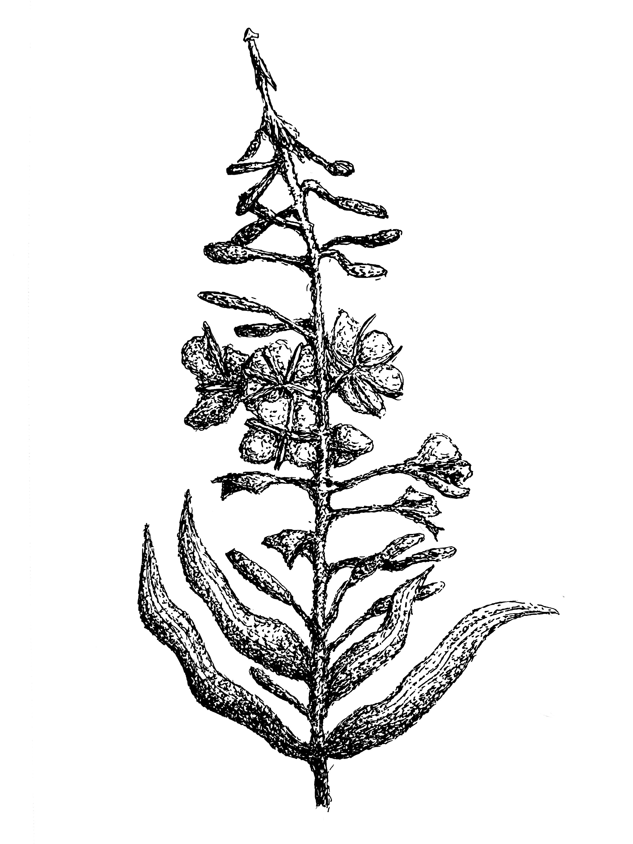 A Curious Case of Biological Paradox